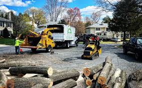 Trusted Melrose Park, IL Tree Removal Services Experts